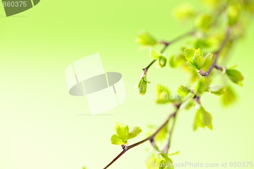 Image of Branches with green spring leaves