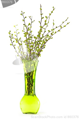 Image of Vase of branches with green spring leaves