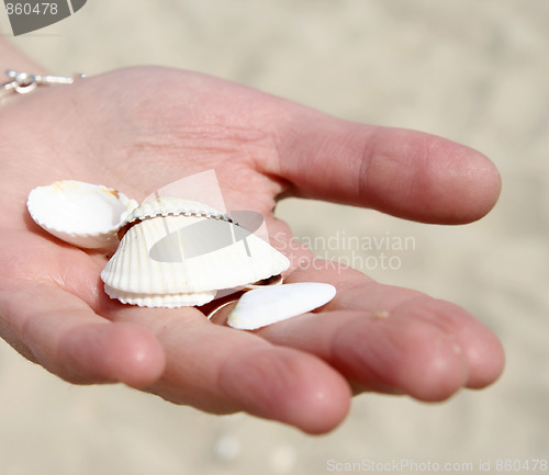 Image of Scallop