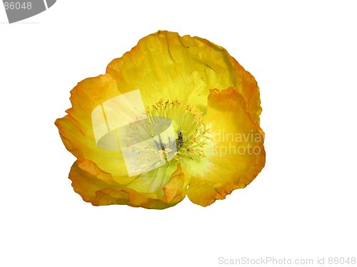 Image of Isolated Yellow Poppy