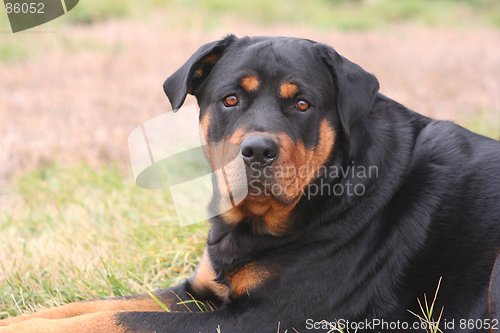 Image of Female Rottweiler