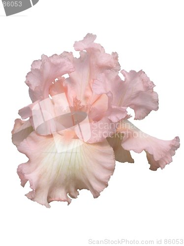 Image of Beverly Sills Iris Hybrid