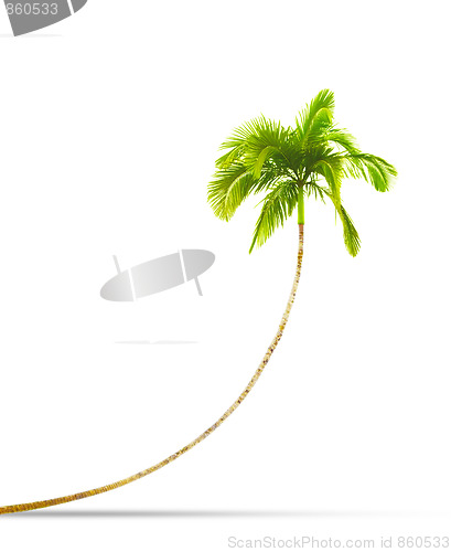 Image of palm tree