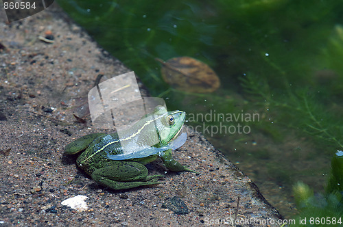 Image of Green frog