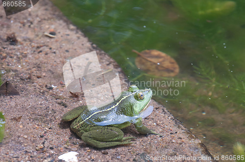 Image of Green Frog