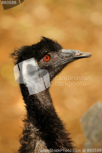 Image of Ostrich