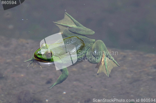 Image of Green frog