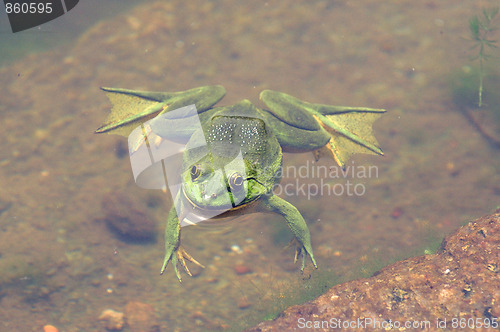 Image of Green Frog