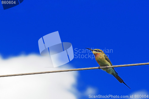 Image of Bee Eater