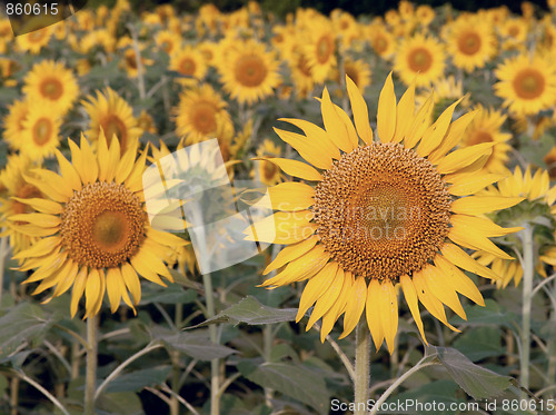 Image of Sunflower