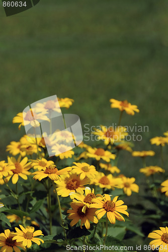 Image of Sunflower