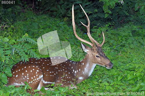 Image of Spotted Deer