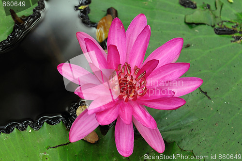 Image of Water Lily