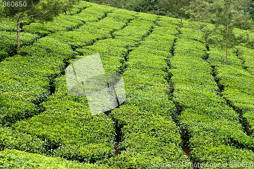 Image of Tea Estate