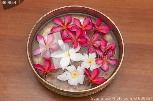 Image of Frangipani