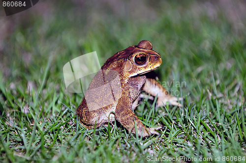 Image of Toad