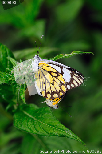 Image of MAting