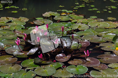 Image of Water Lily