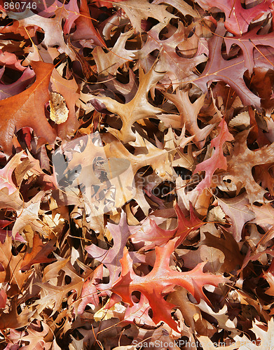 Image of autumn or fall leaves background