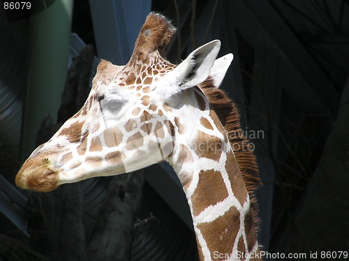 Image of Giraffe Listening