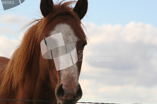 Image of Sorrel Horse