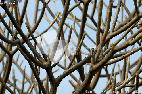 Image of Abstract tree branches