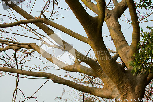 Image of Tree trunk