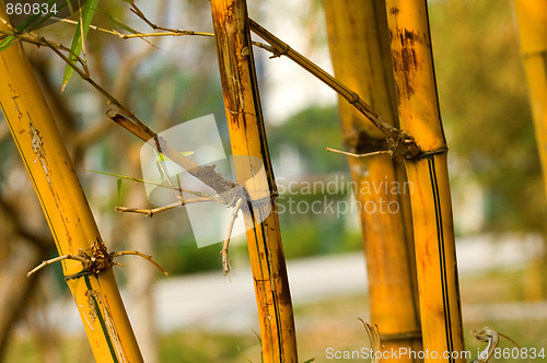 Image of Bamboo