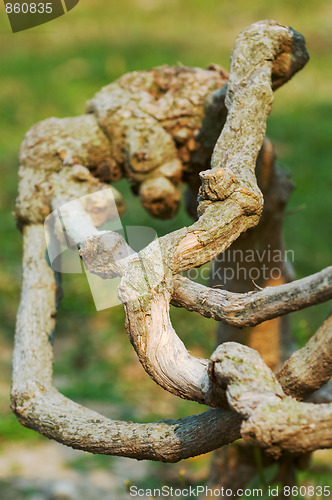 Image of Tree root