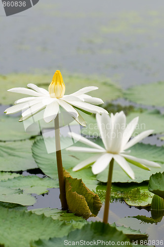 Image of White water lilies