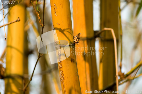 Image of Bamboo