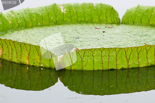 Image of Lotus leaf