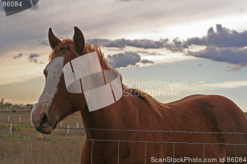 Image of Little Horse On The Prairie