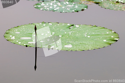 Image of Lotus bud and leaf