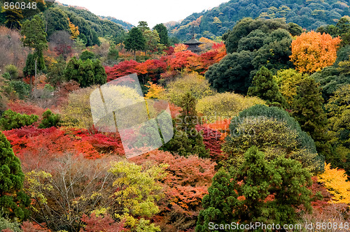 Image of Panorama view of colorful trees