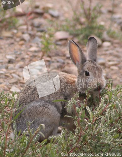 Image of Best Wild Rabbit