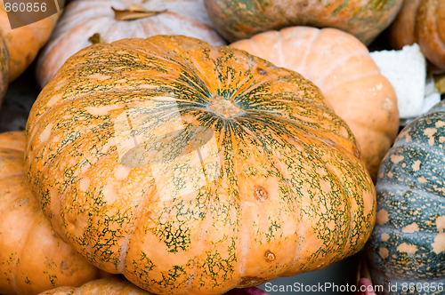 Image of Pumpkins