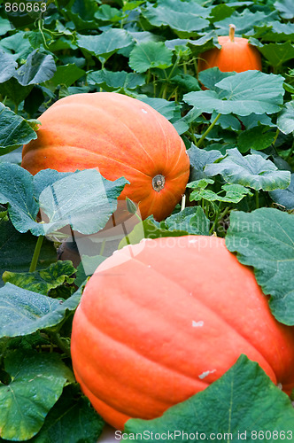 Image of Pumpkins