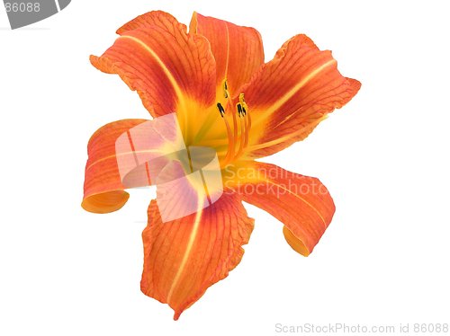 Image of Orange Daylily Isolated