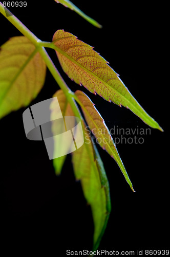 Image of Leafs over black