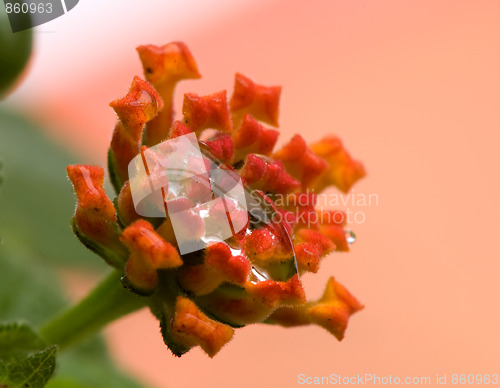 Image of Lantana camara