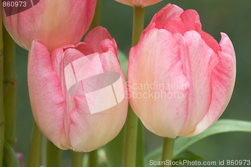 Image of Pink tulips