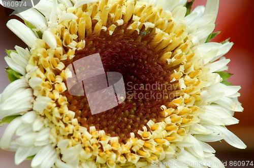 Image of White flower