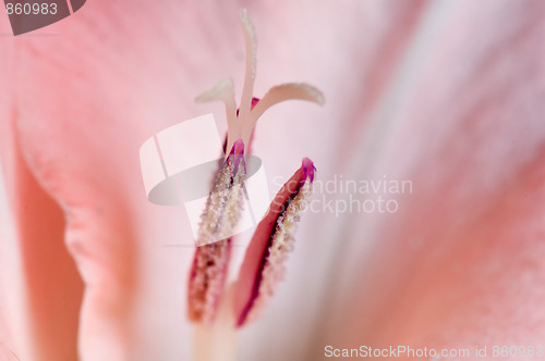 Image of Gladiolus