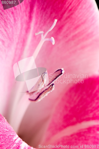 Image of Gladiolus