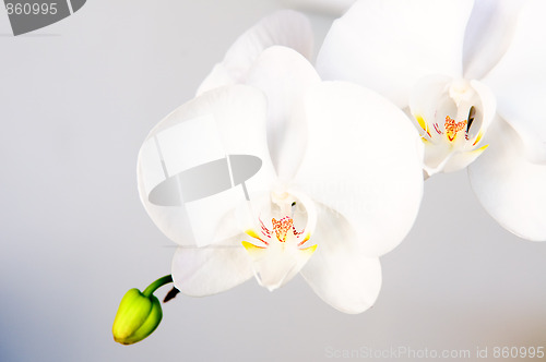 Image of White orchid