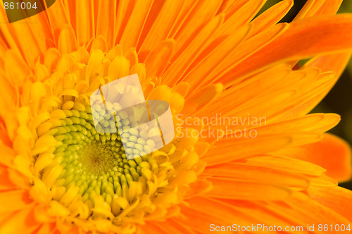 Image of Orange marguerite