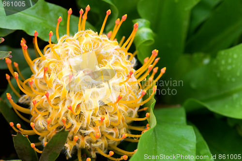 Image of Yellow blooming protea pincushion