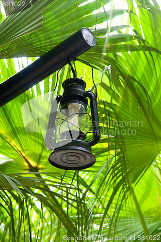 Image of Lantern in lush green garden
