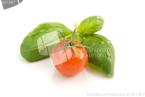 Image of cocktail tomato basil